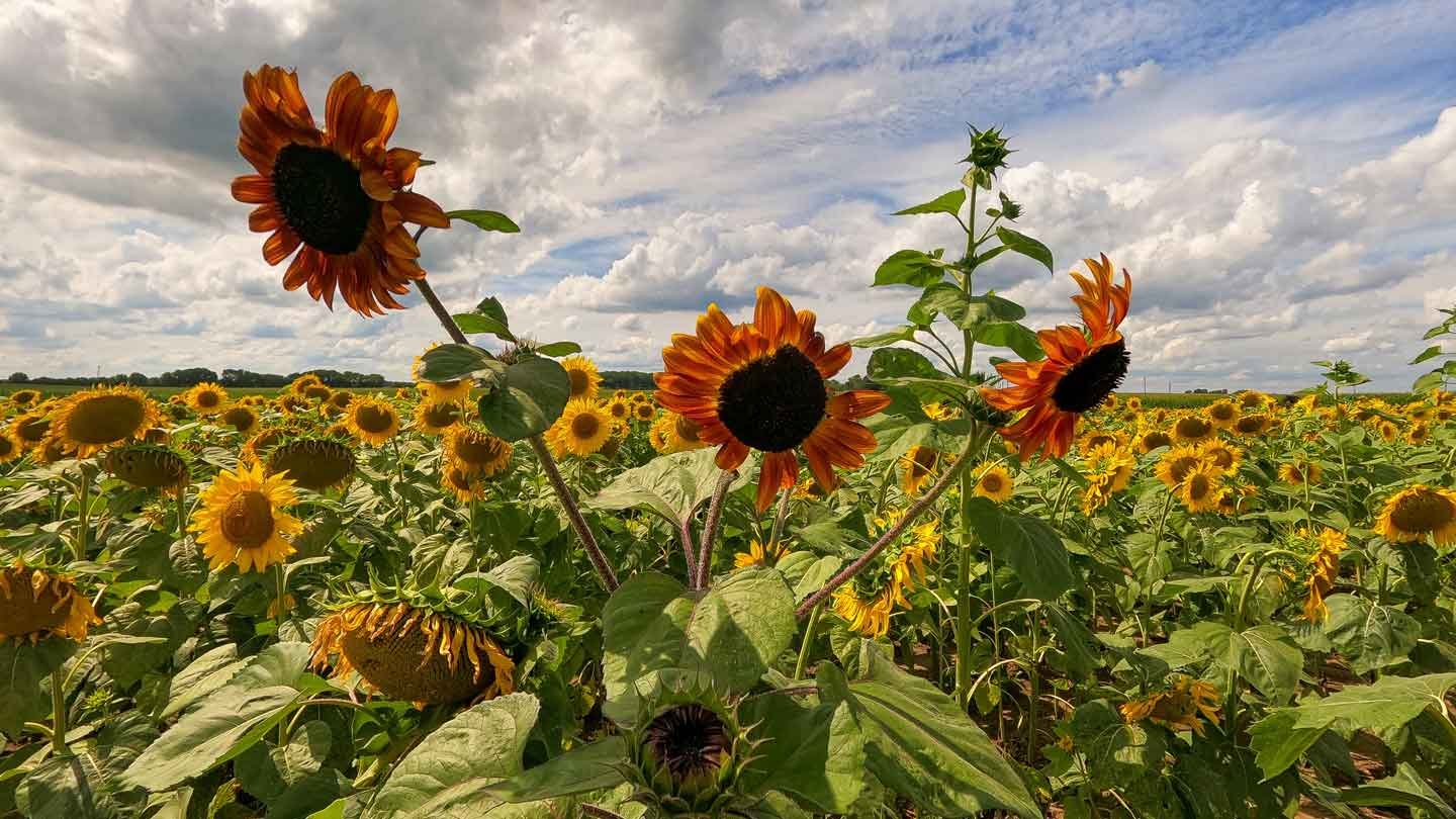 Why Are My Sunflowers Dying: Identifying The Possible Reasons