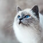 cat eating carpet fiber