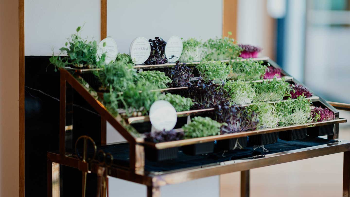 Tips For Simplifying Indoor Gardening With Hydroponics Systems